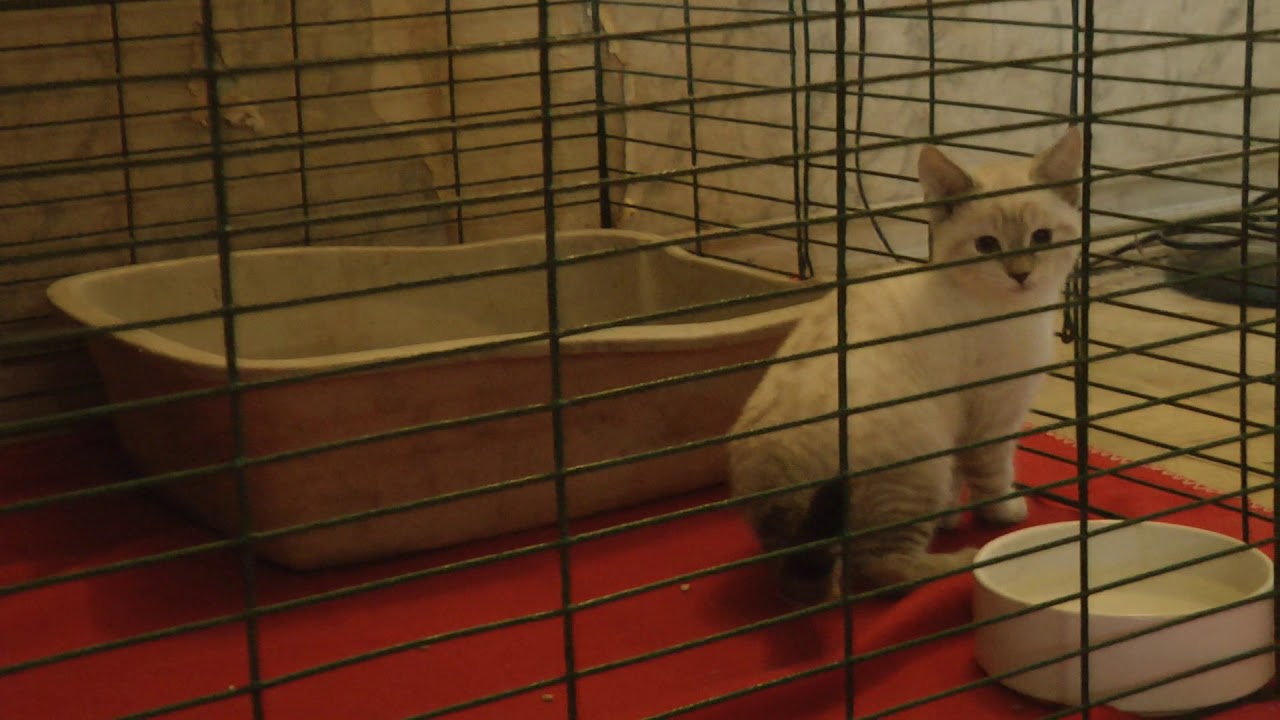New Video / Lynx Hybrid Kittens 7 weeks old 2.24.2018