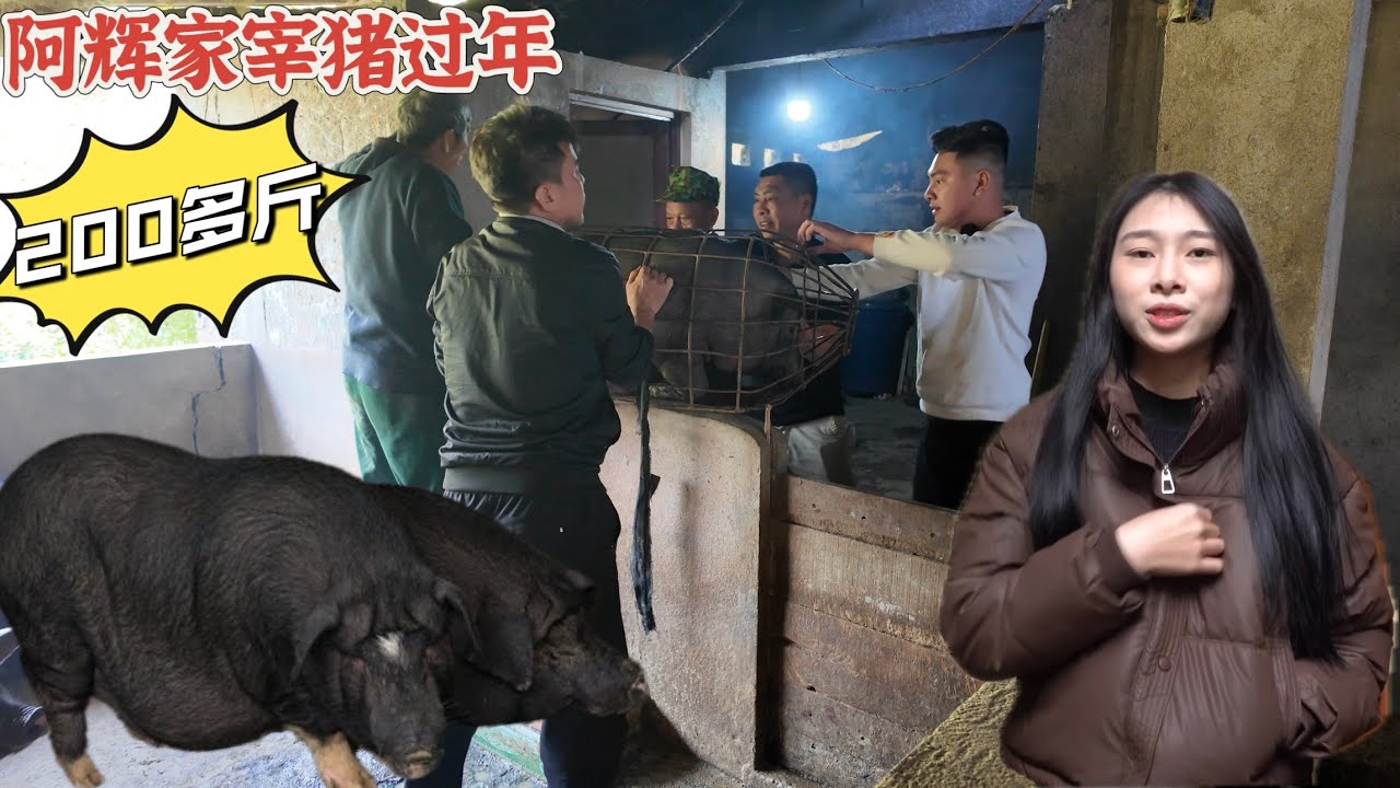 越南農村阿輝家宰豬過年，200多斤的土豬5個人才拿住，阿輝媽媽要招女婿給小姮了。