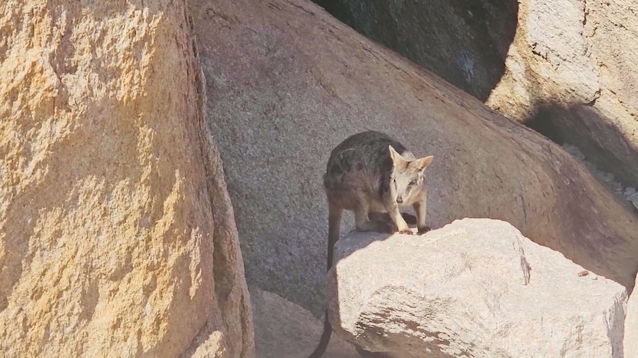 Rock Wallaby on Magnetic Island, Queensland, Australia