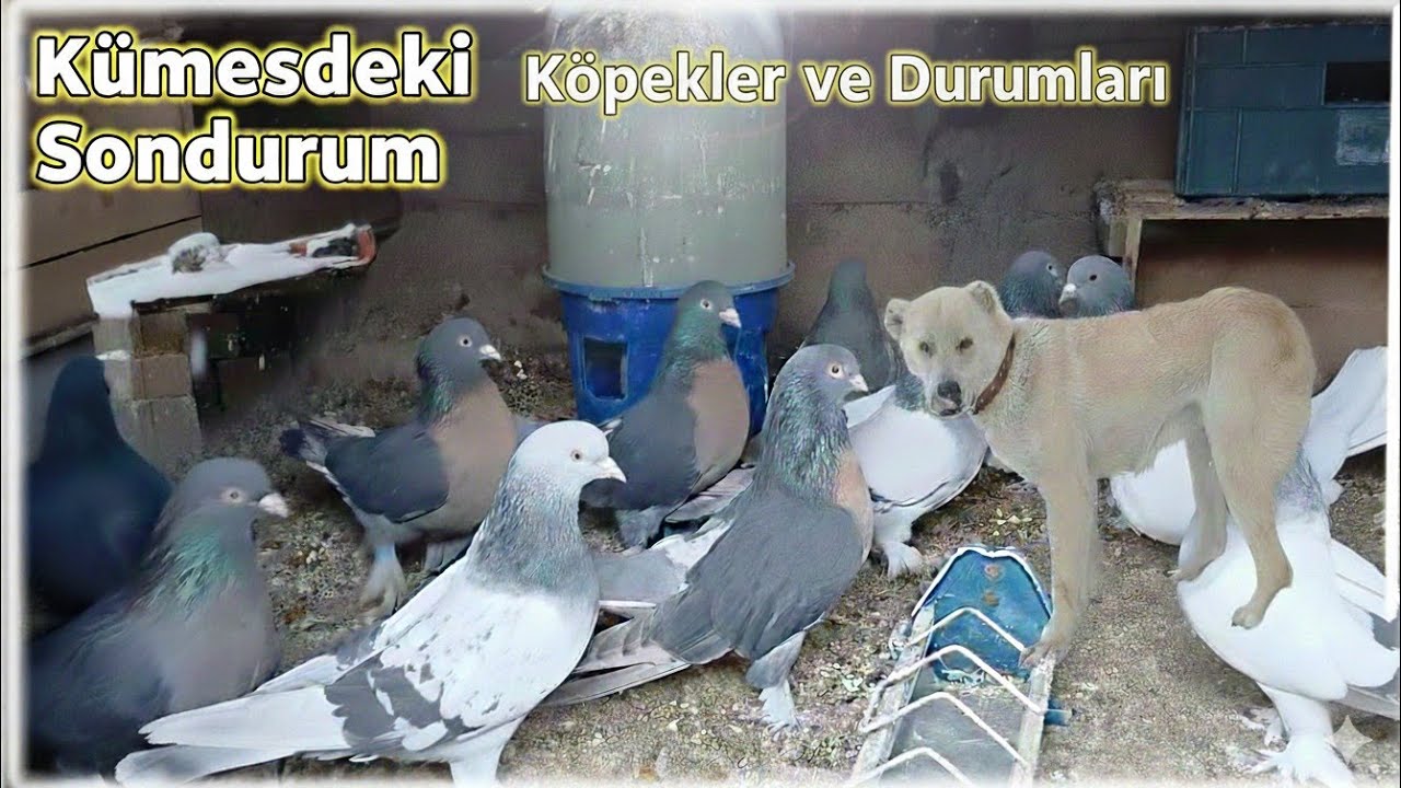 KARLI BUZLU BİR GÜN BAHÇENİN SON DURUMU🖐