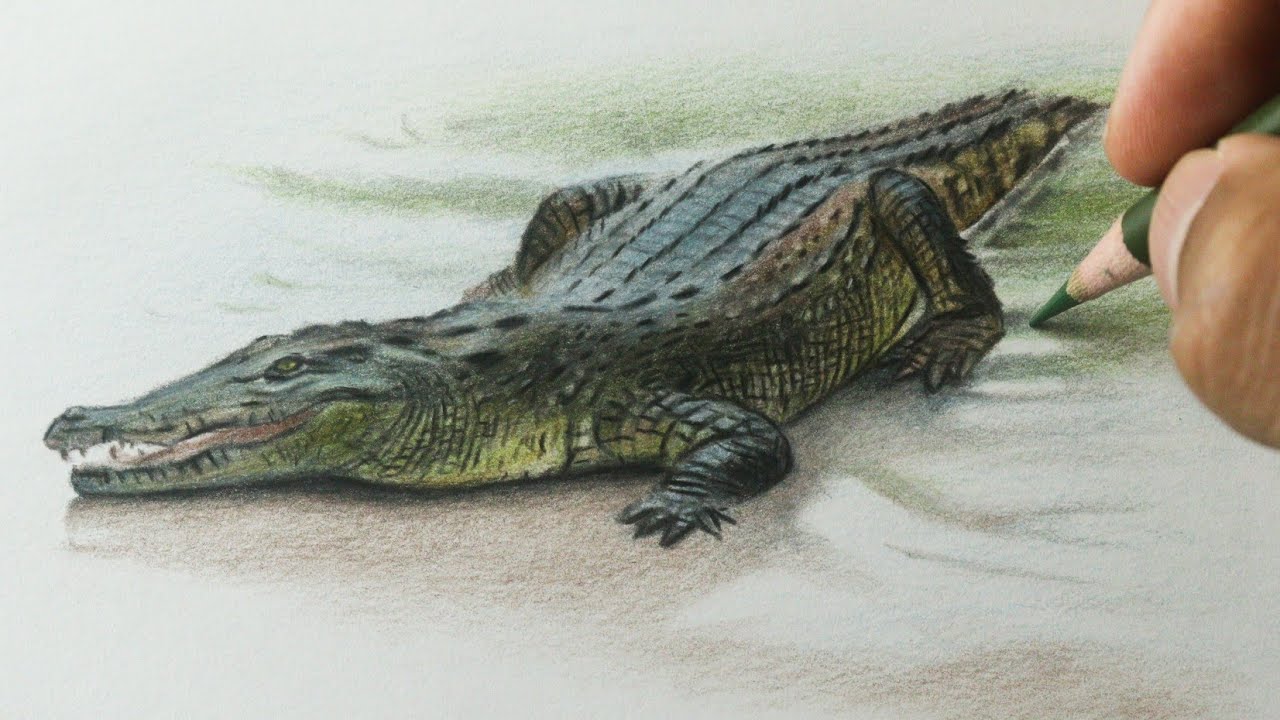 Como desenhar um Crocodilo