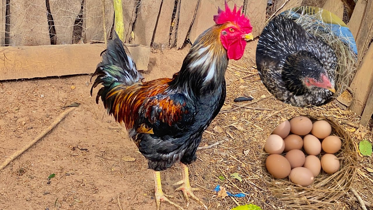 VEJAM O NOVO GALO REPRODUTOR CAIPIRA GIGANTE + GANHEI OVOS DA RAÇA GSB / VIERAM DO RN!!!