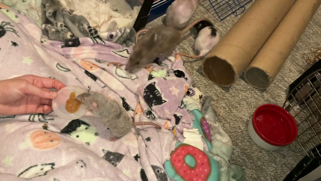 My dwarf rat Pumpkin Seed Sprained her Leg 😞