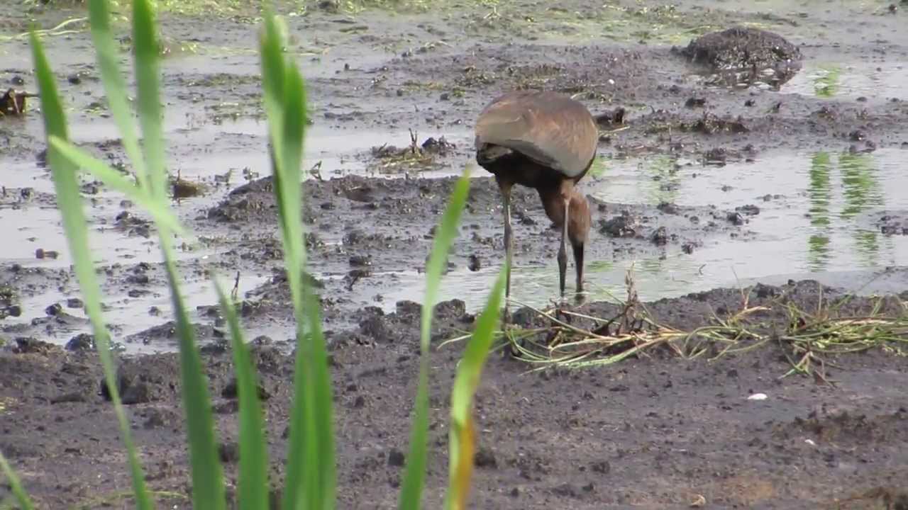 Vroege Vogels - Zwarte ibis