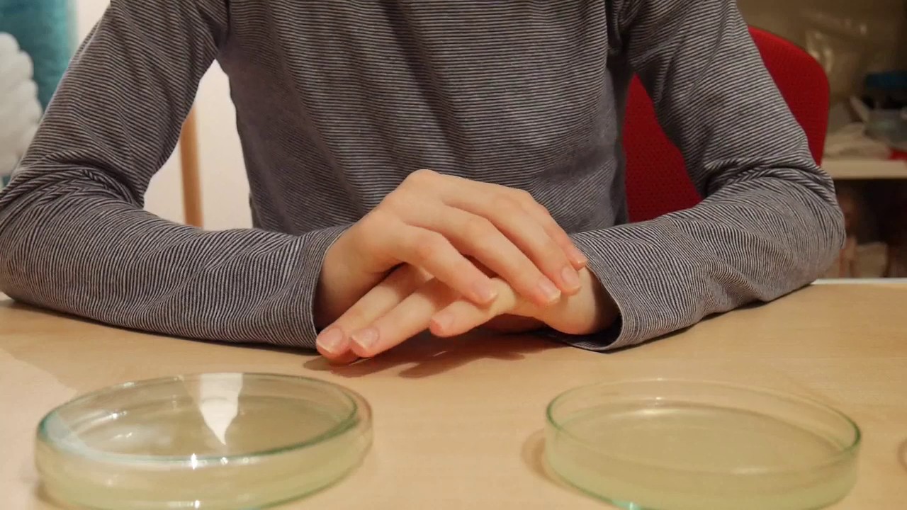 Expérience: la culture des bactéries des mains