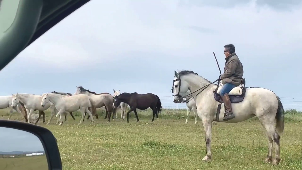 LOTE DE YEGUAS Y SEMENTAL PURA SANGRE LUSITANOS CAMBIO DE CERCADO