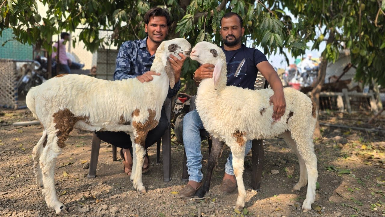 Dhamaka offer on Full Gulabi Quality Huntel Collection at T company and goats Andarsul Maharashtra 