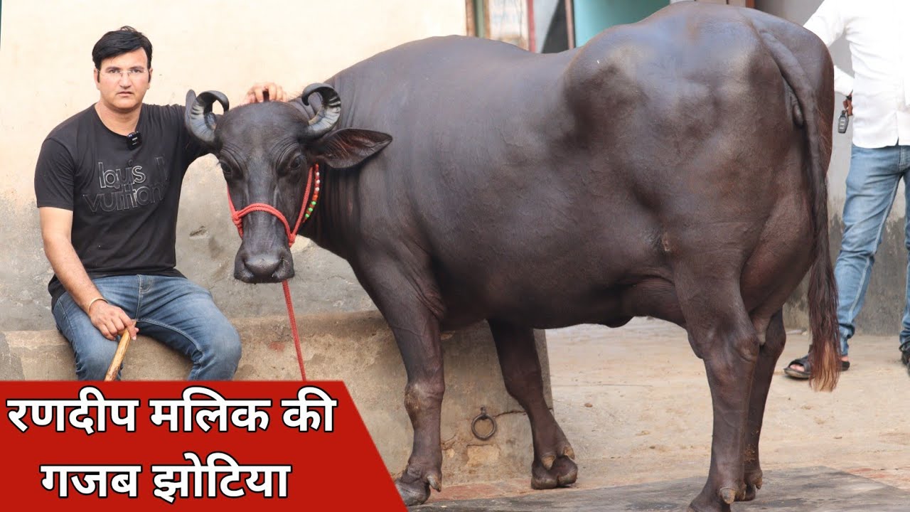 रणदीप मलिक की सुपर झोटिया, बस देखते ही रह जाओगे | Randeep Malik Dairy Farm (9817131733)