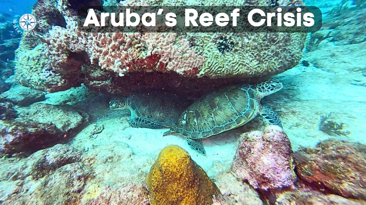 Aruba's Coral Reefs - Trouble in Paradise!  - What They Don't Tell You!  - 4K