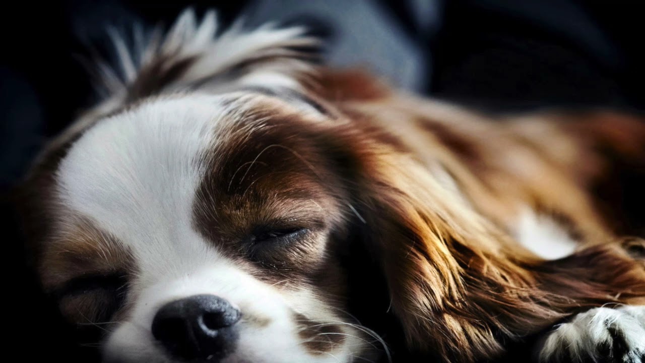 PANTING DOG | 8 Hour ASMR | White noise