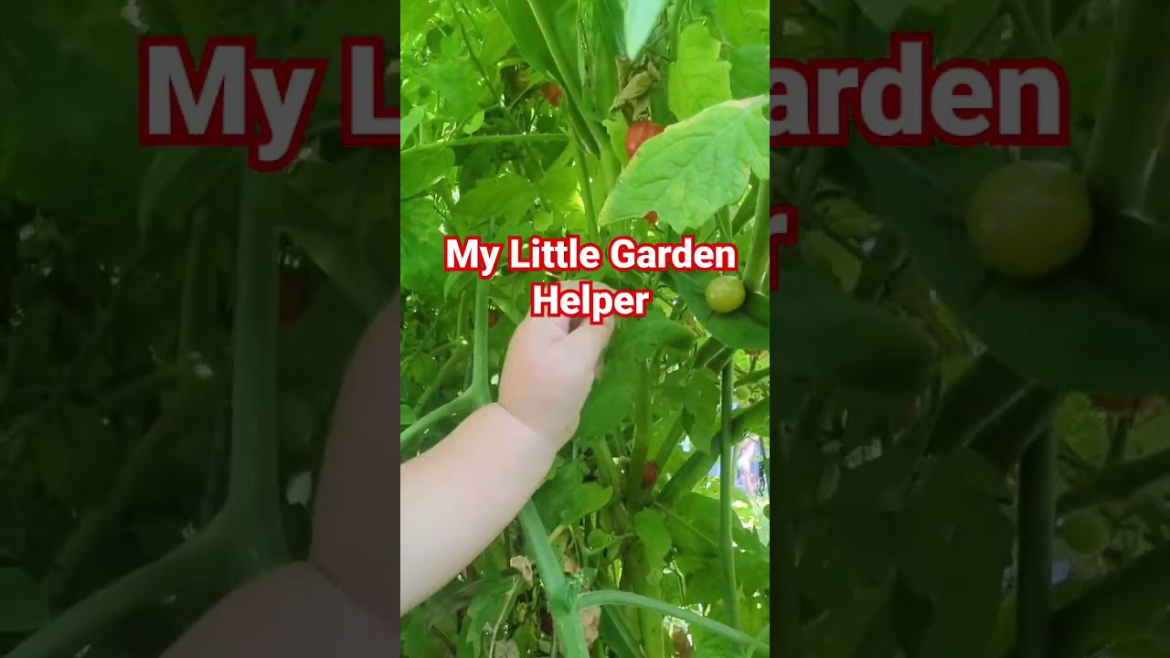 Little Helper #tomato #garden #helper #farm #vegetables #fruit #chicken