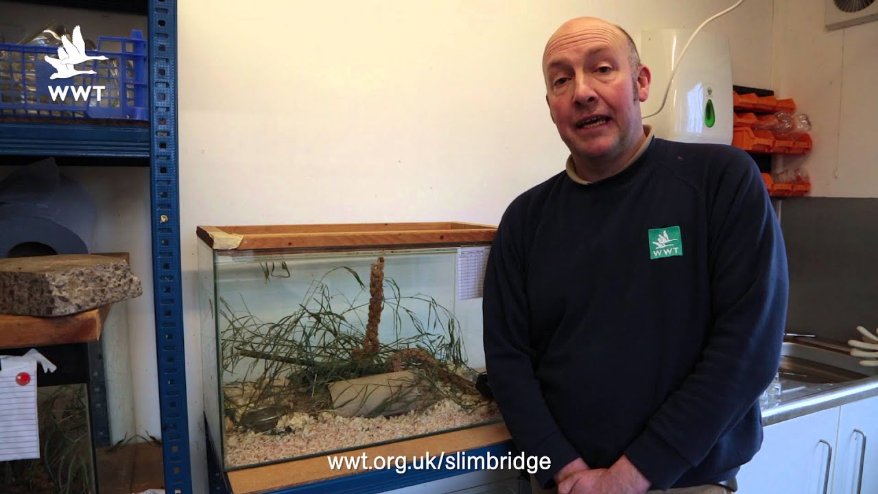 WWT Slimbridge - Harvest Mice - 2016