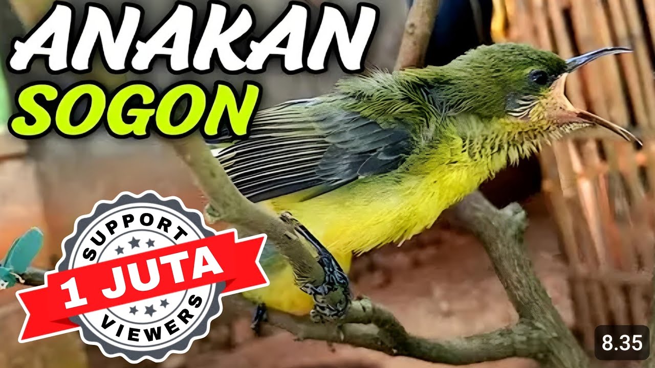 Sogon Anakan  ||| pikat sogon paling ampuh