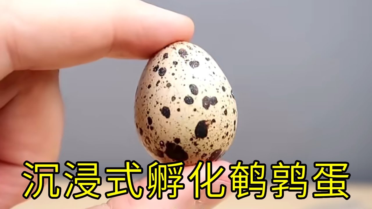 沉浸式孵化鹌鹑蛋，孵化超市买来的60个鹌鹑蛋，这过程一点也不简单！