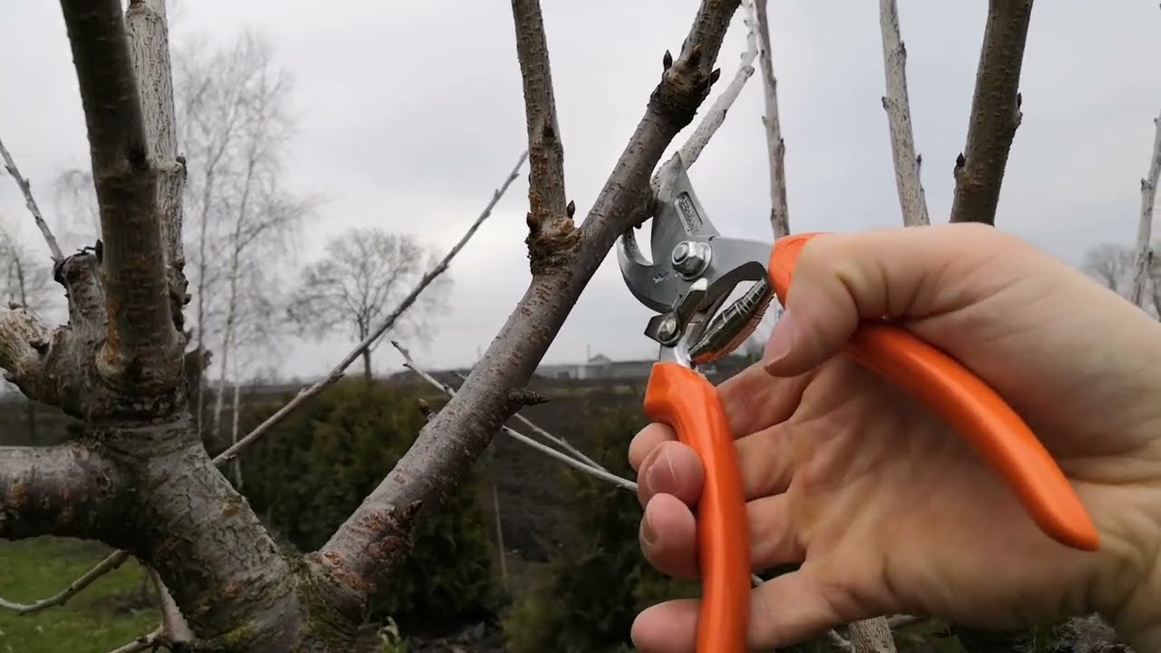 prześwietlanie wiosenne /cięcie czereśni
