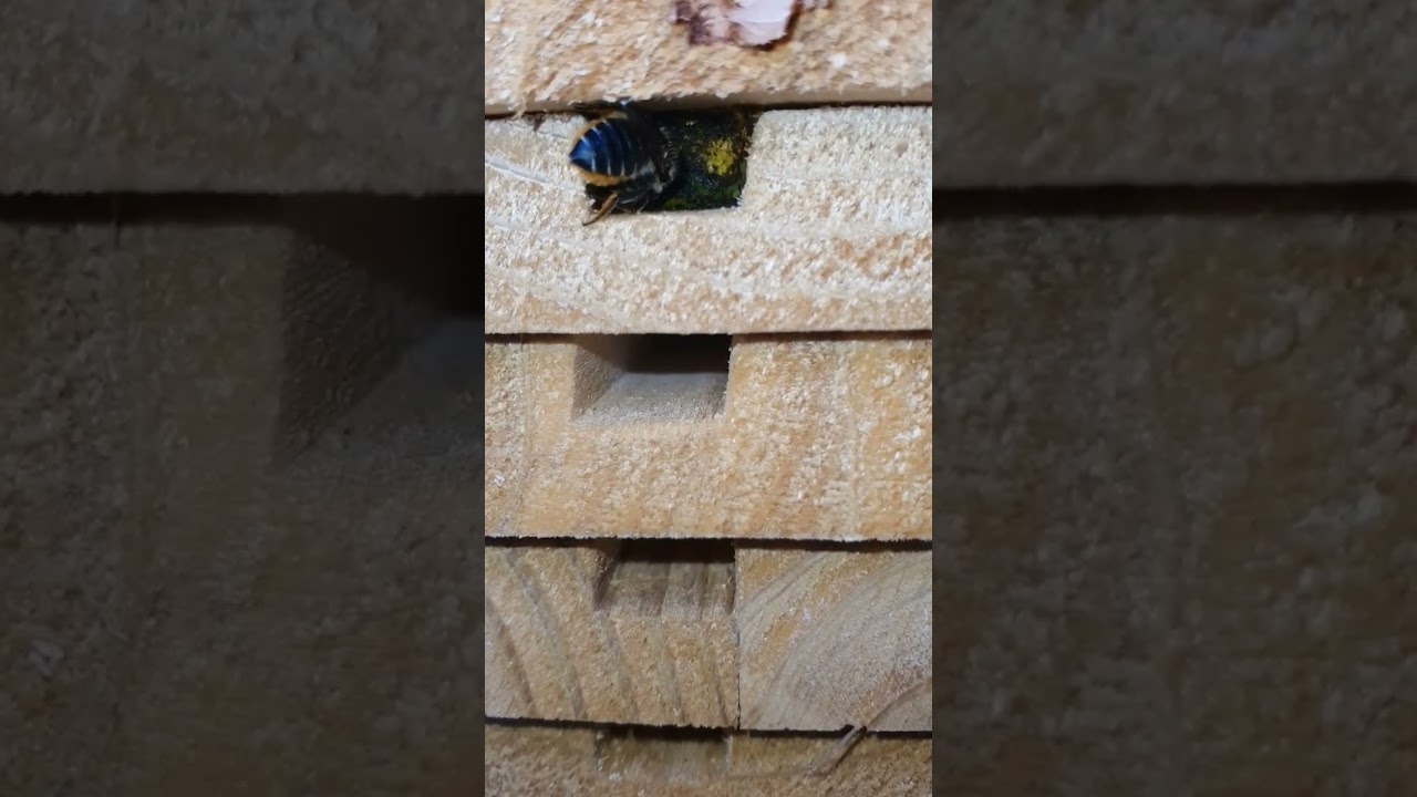leaf cutter bee building her nest | bee hotel  #youtubeshorts #bees #nature #wildlife