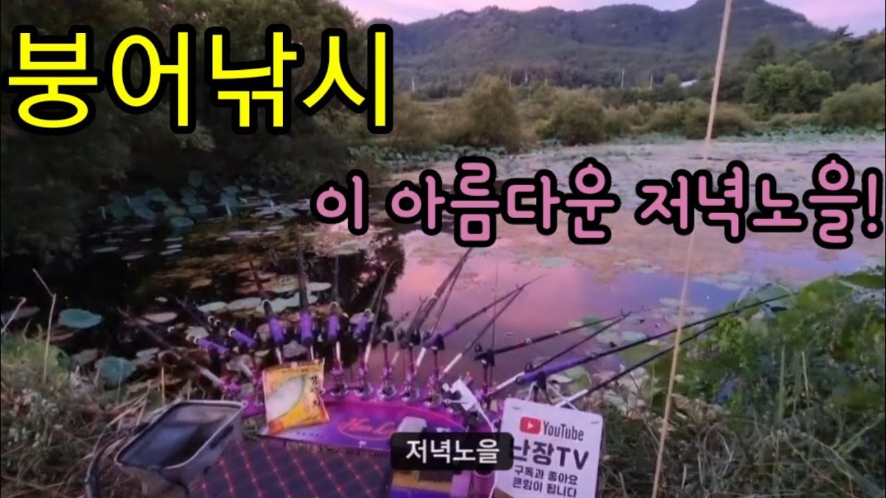 붕어낚시 연밭소류지 끝내주는 저녁 분홍빛 물들다#koreafishing#붕어낚시#난장tv#세차#붕어#여름#연밭#
