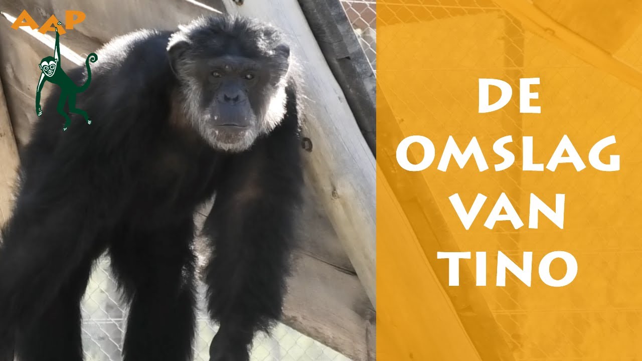 Chimpansee Tino van ruim 100 kilo naar gezond gewicht - Stichting AAP