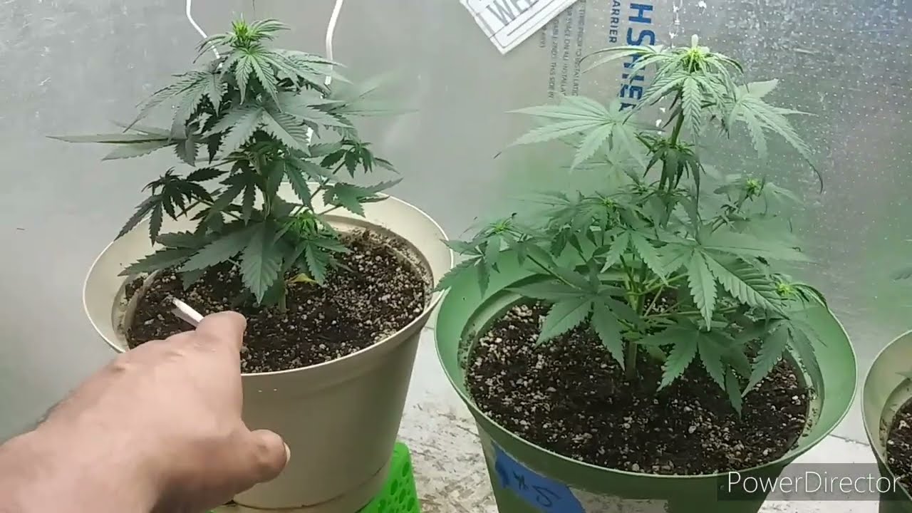 Organic Auto Flower Cannabis Grow - Day 29 19/5 378w 6500k