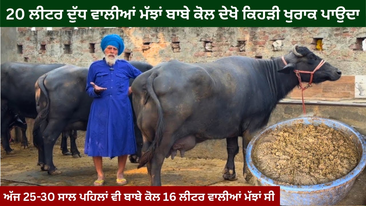 ਨਿਹੰਗ