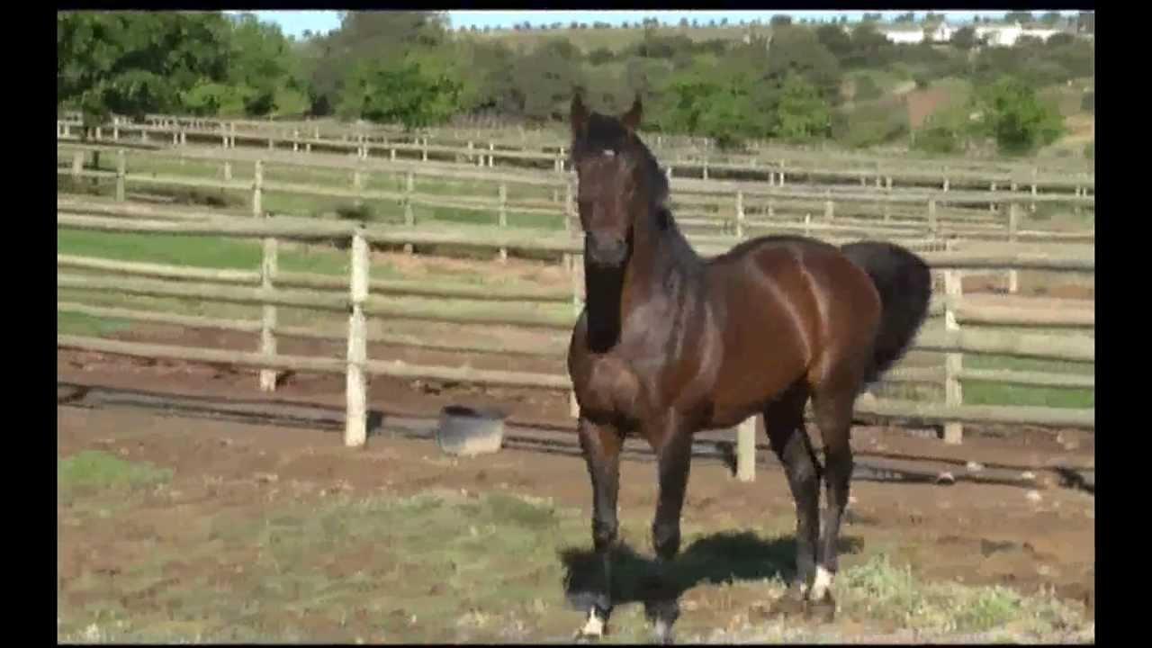 Count Dubois - Breeding To Win (Tellytrack)