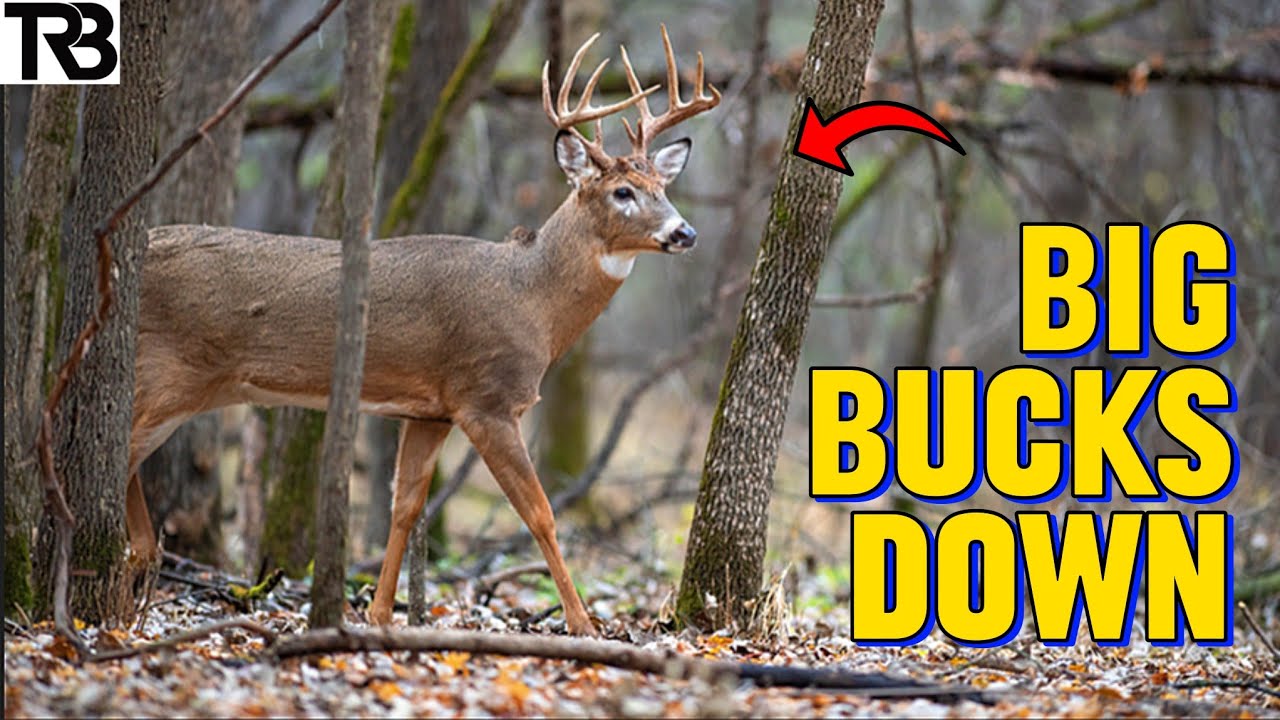 Mississippi Deer Hunting 2024 (Full Rifle Season Compilation)