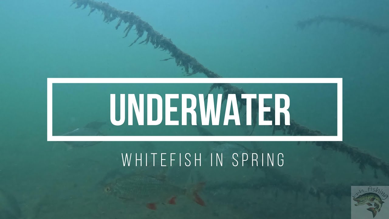 Unterwasser Underwater Karpfen und Weißfische im Frühjahr 2024 Rotauge Rotfeder Brassen Aitel Barsch