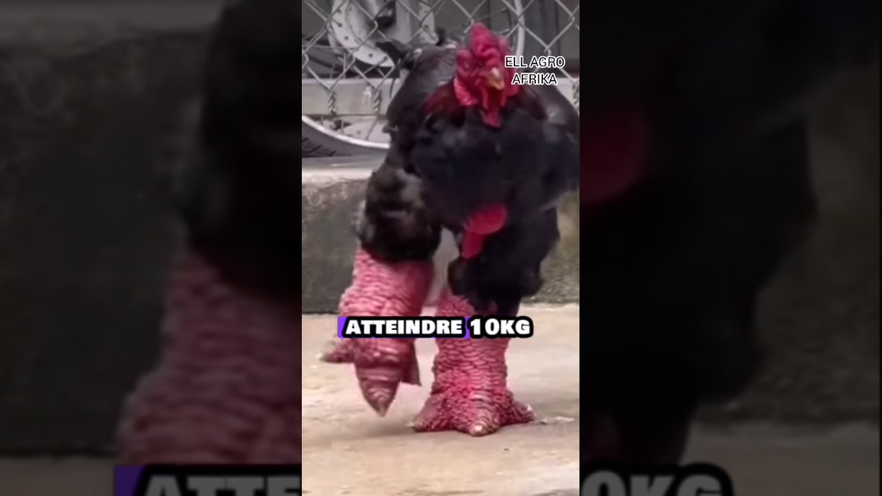 Une race de poulet incroyable ! #Dragon #pouletunique #Dongtao #shorts