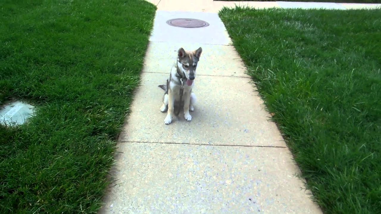 Vargr the Tamaskan (4 months old)