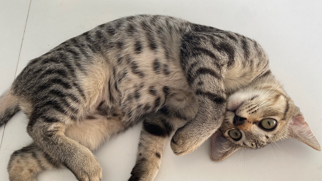 Kitten and Friends 4 🐒🐧🐢🥰