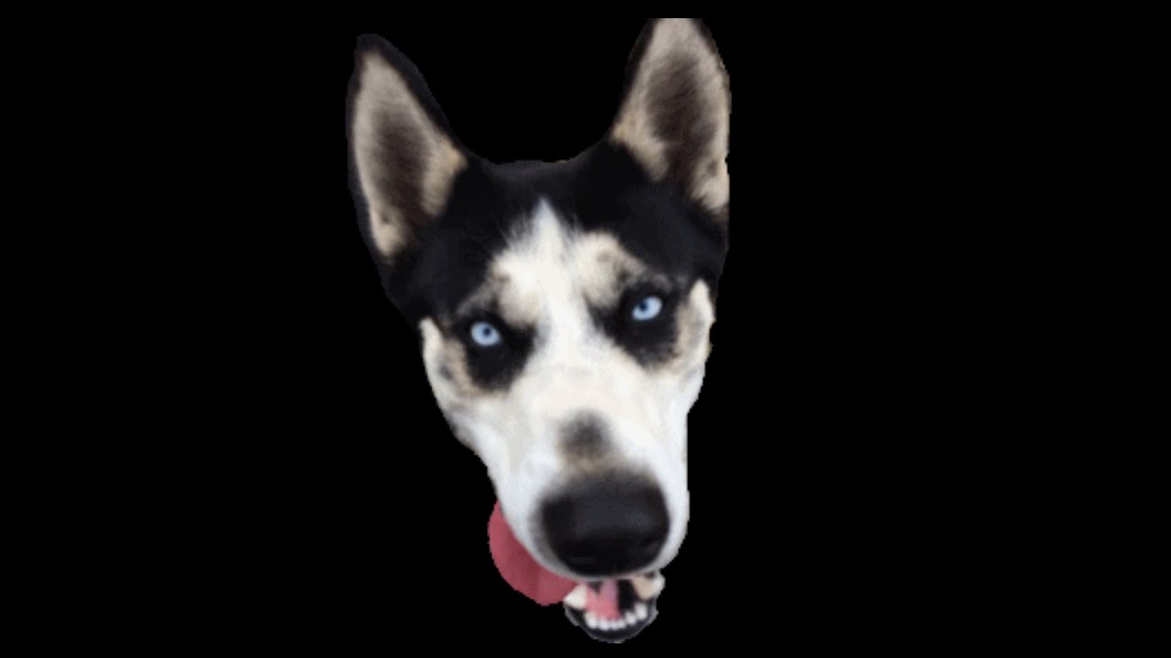 Bo Gaming Live Stream