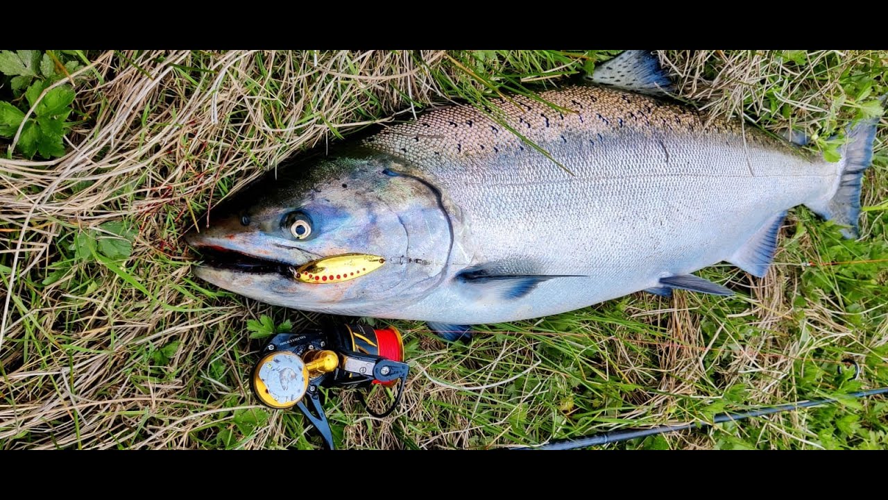 Les comparto mi tecnica ,de como buscar el gran salmón Chinook en el rio y su posterior limpieza.