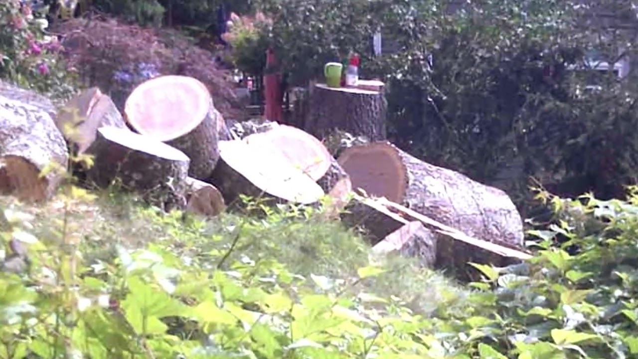 Evarts Tree Service Part 9J #treebiz #treecutting #arblife