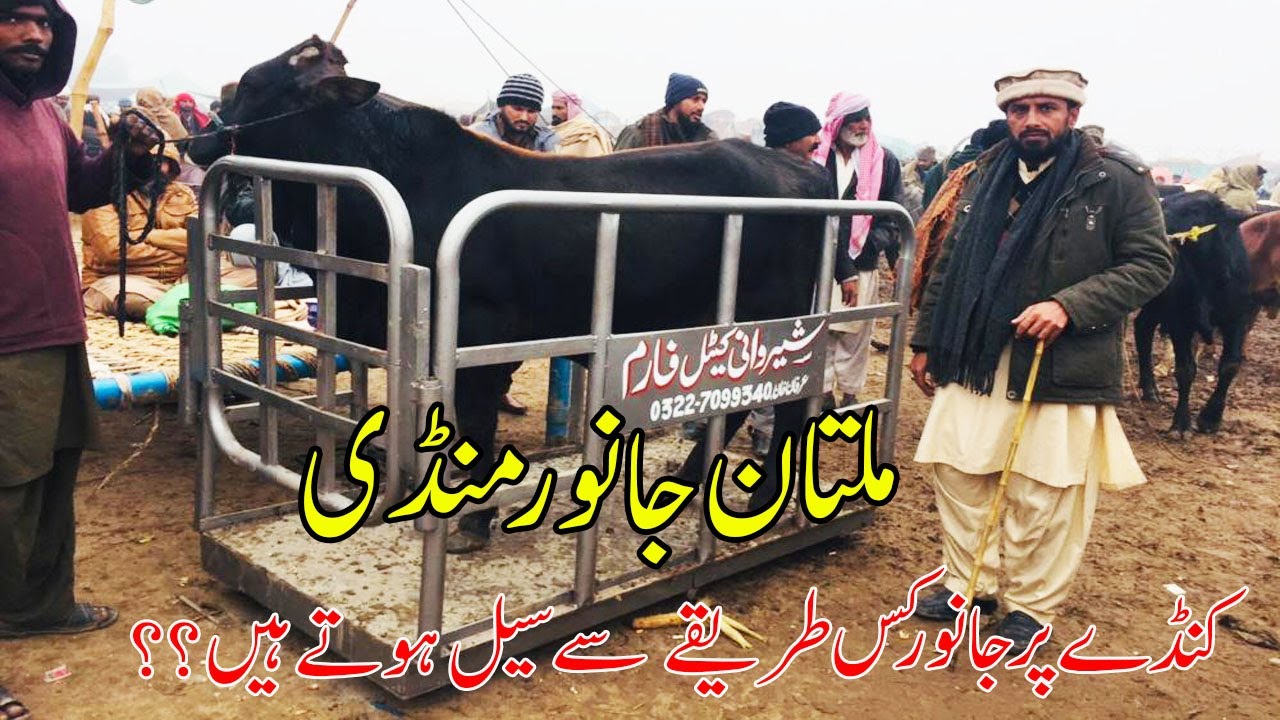Multan Cow Mandi Live Weight Bachray For Sale Sherwani Cattle Farm Urdu/ Hindi | SS Tv |