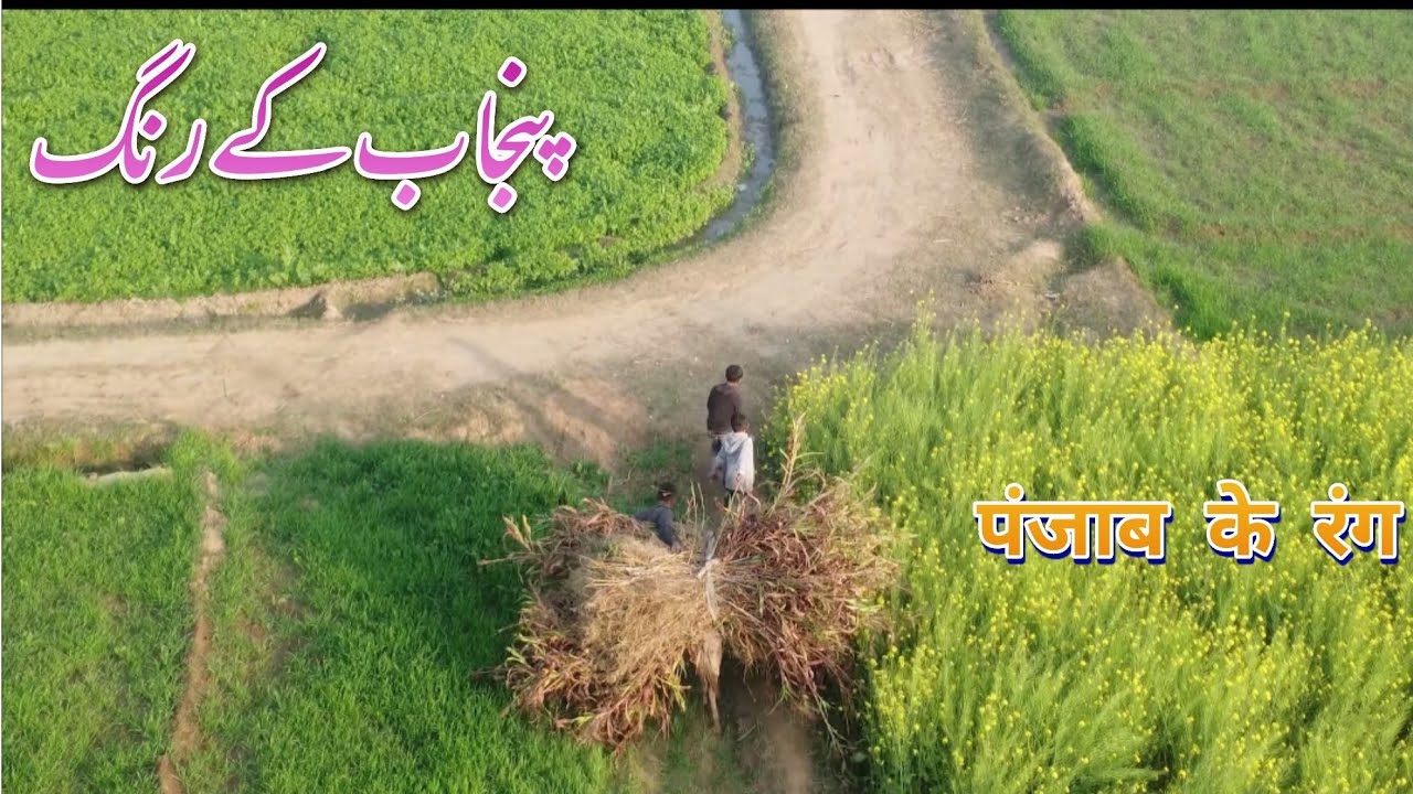 Stunning Unseen beautiful village life in Sialkot Pakistan | Rural life in Pakistan