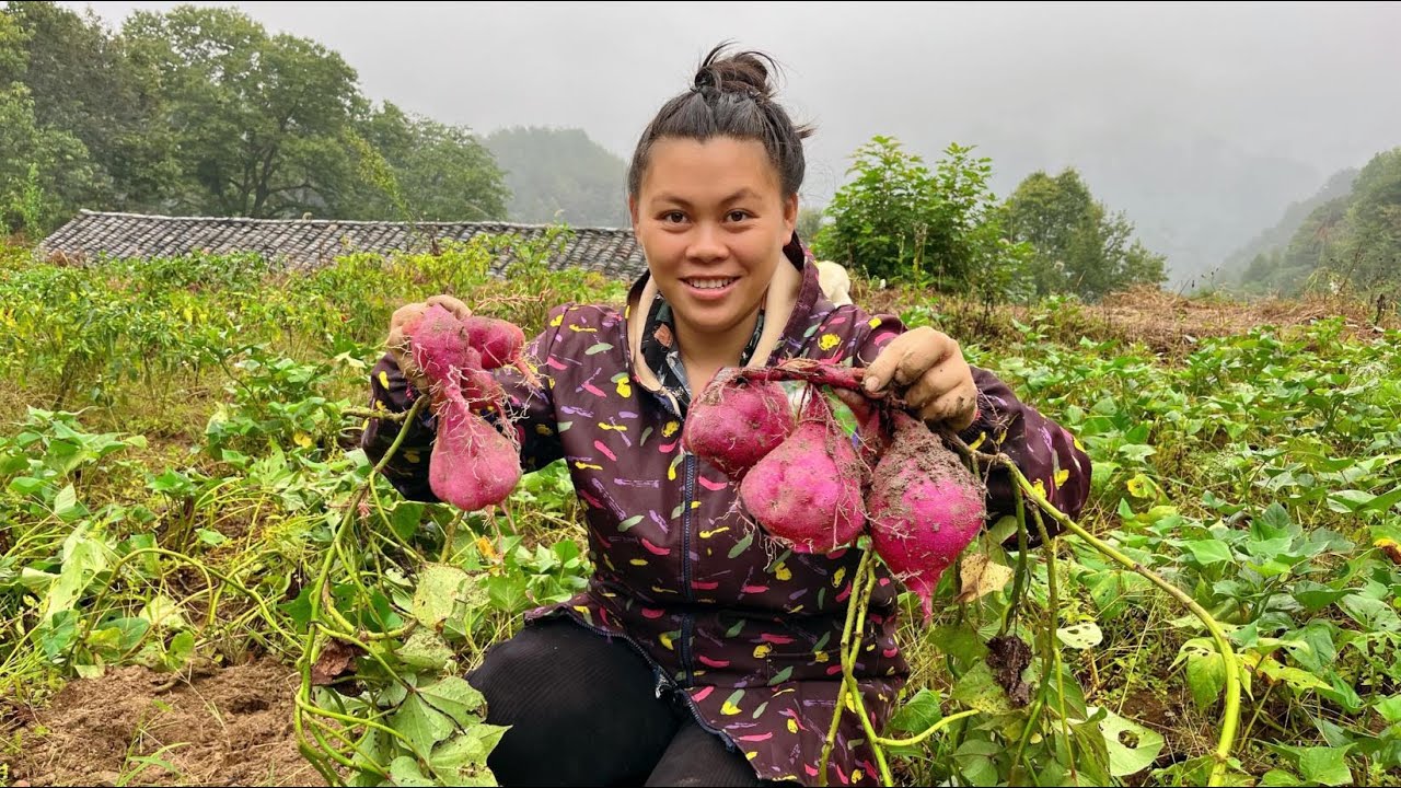record my rural life 今天挖了些紅薯和地瓜，回家再做個下飯菜一人簡單吃一餐