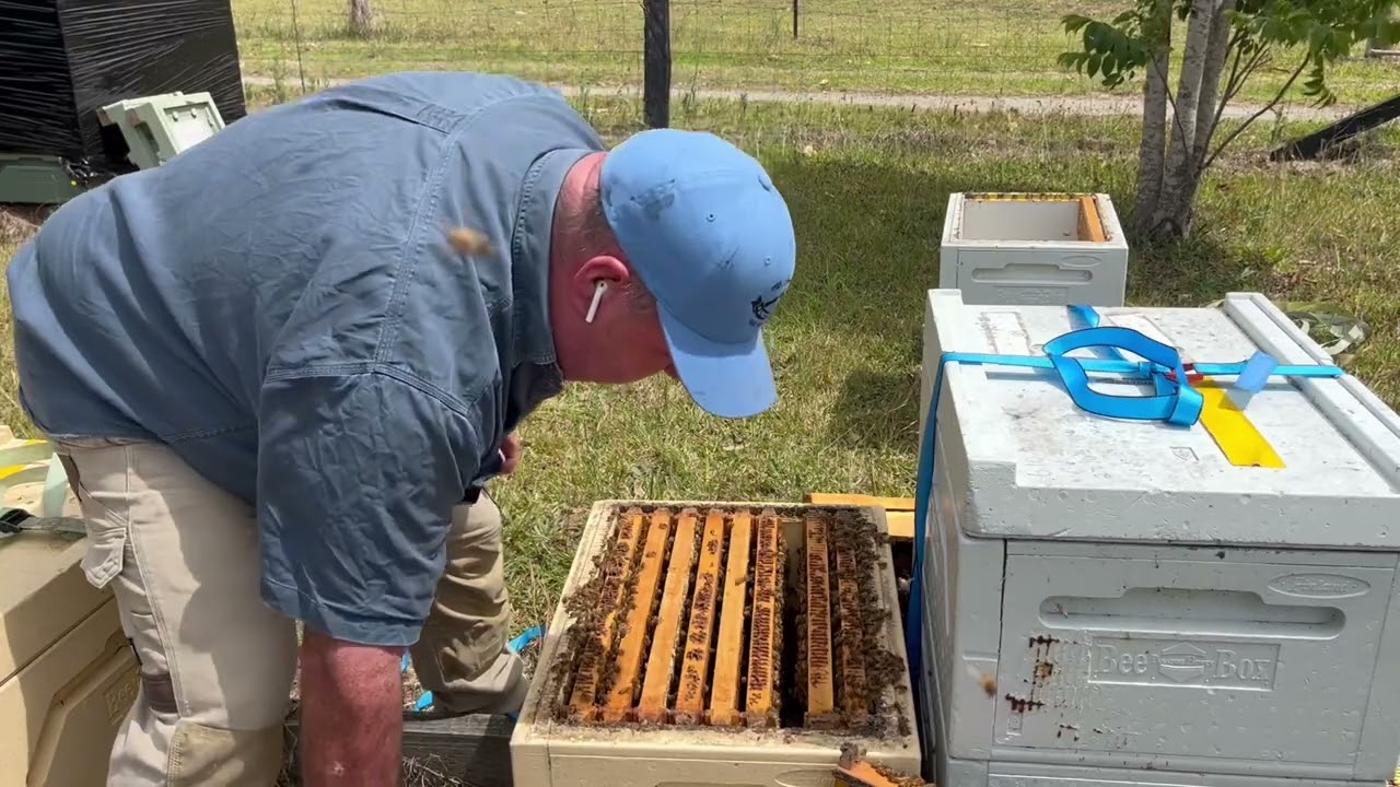 🐝 Работа над ульями Джанин начинается. Пчеловодство на горе Корамба. 29 октября 2023 г.