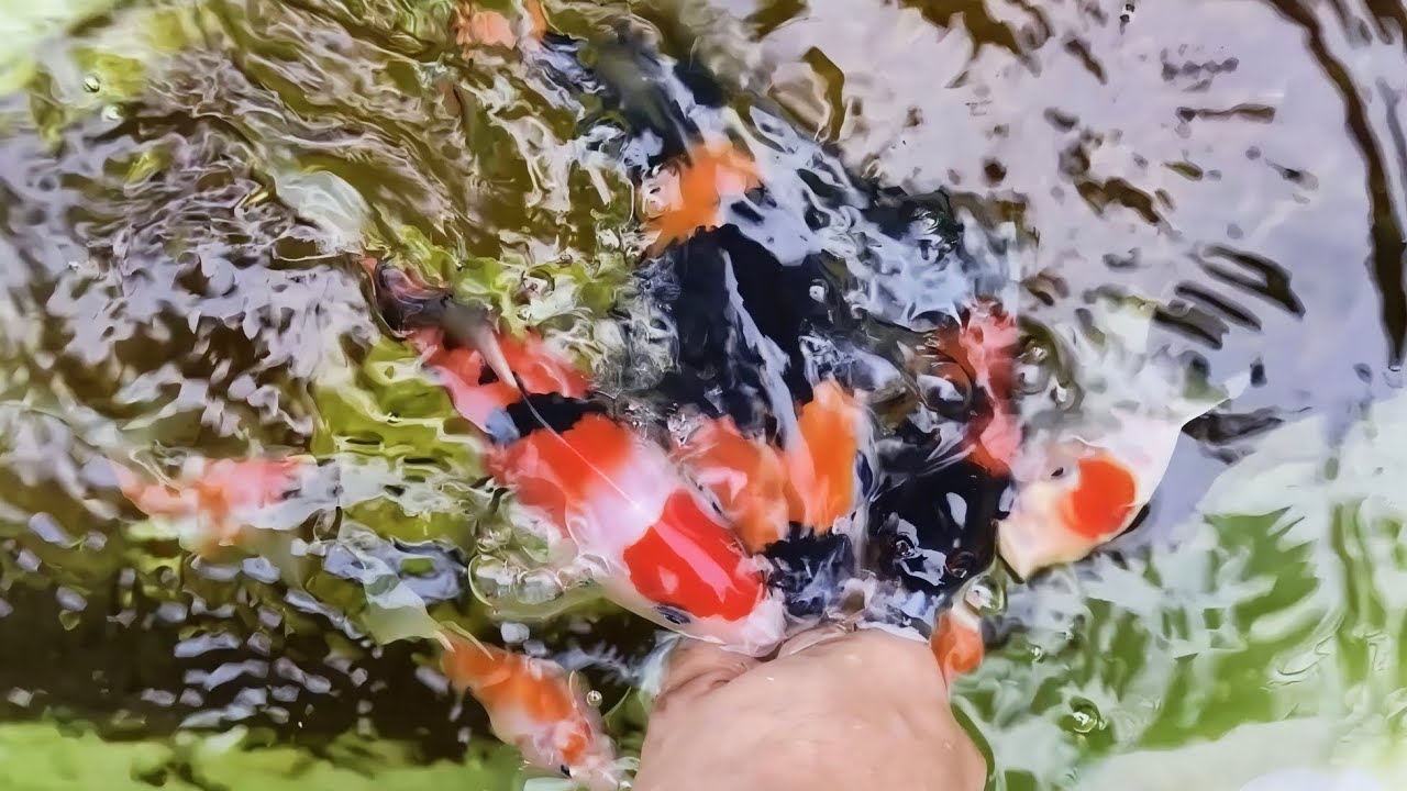 ปลาคราฟเลี้ยงยังไงให้เชื่อง 🎏 #koi #ปลาคราฟ #ปลาทอง #ปลาสวยงาม 
