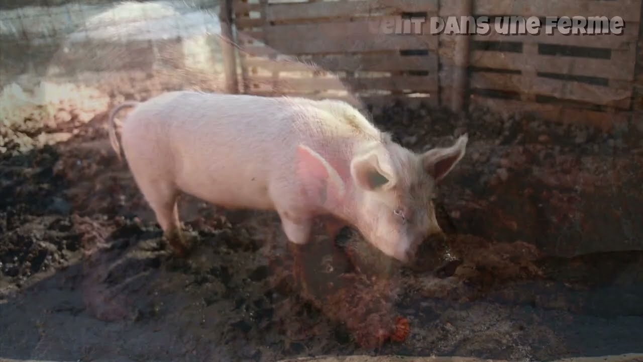 LES ANIMAUX DE LA FERME