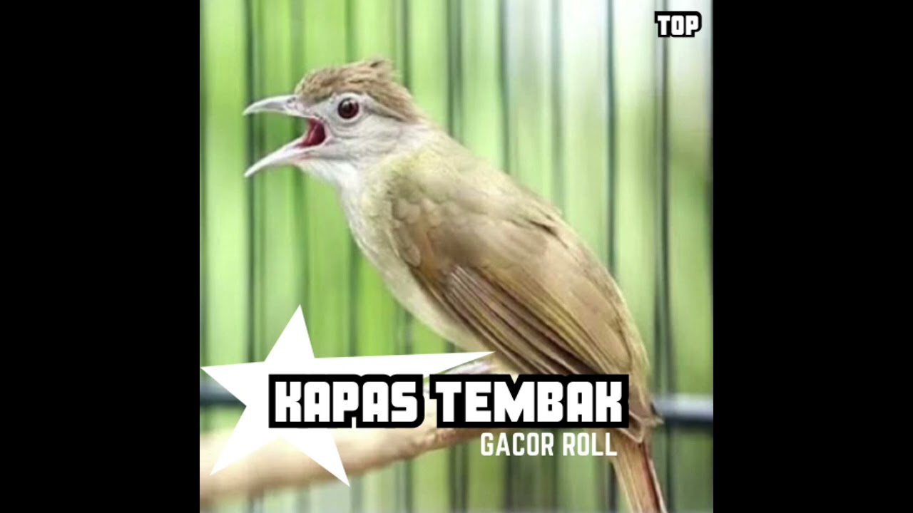 MASTERAN KASAR| KAPAS TEMBAK GACOR NGEROLL DURASI #kapastembakgacor 