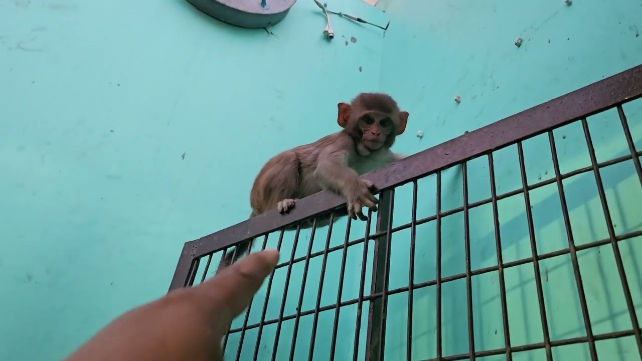 Teasing baby monkeys #teasingmonkeys #naughtymonkeys #clevermonkeys #babymonkeys
