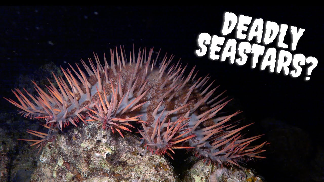 Professional MARINE BIOLOGIST talks about her THESIS!