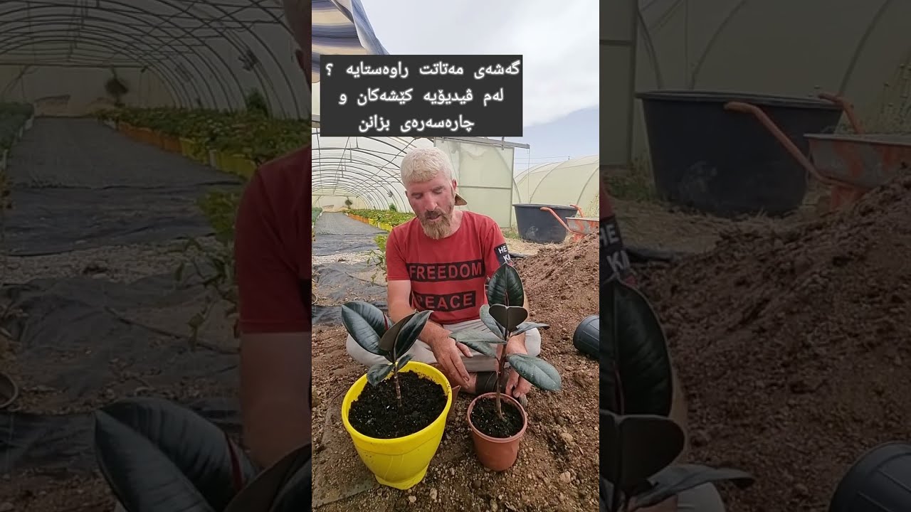 چارەسەری راوەستانی گەشەی مەتات chara sary rawastany gashay matat
