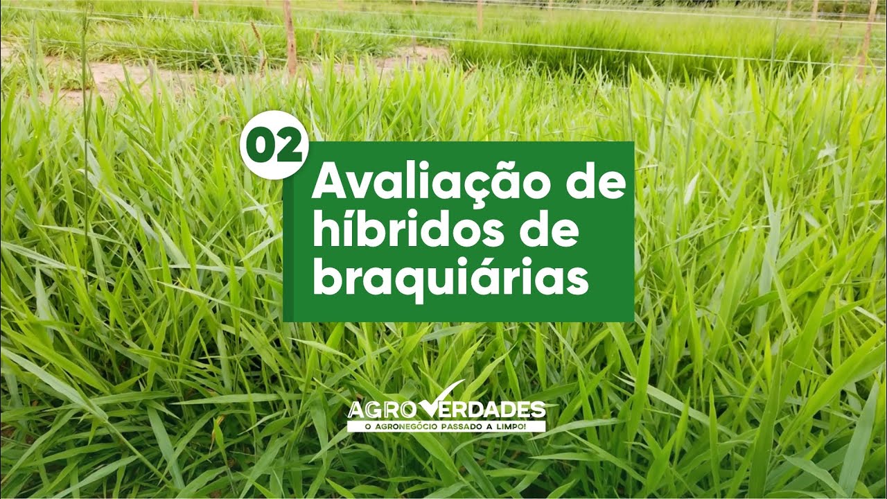 Avaliação de híbridos de braquiária