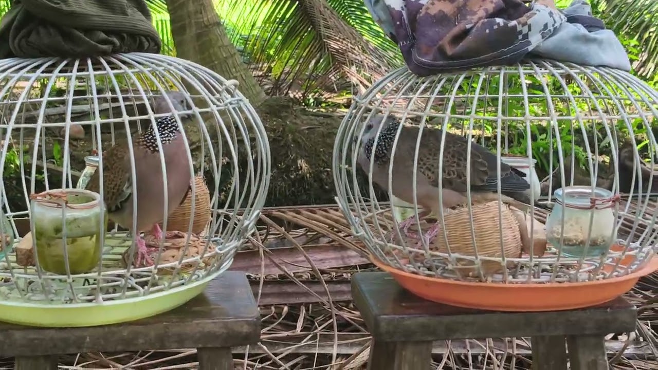 Thổ Siu Gù VS Đồng Móng Trắng...0977721707...