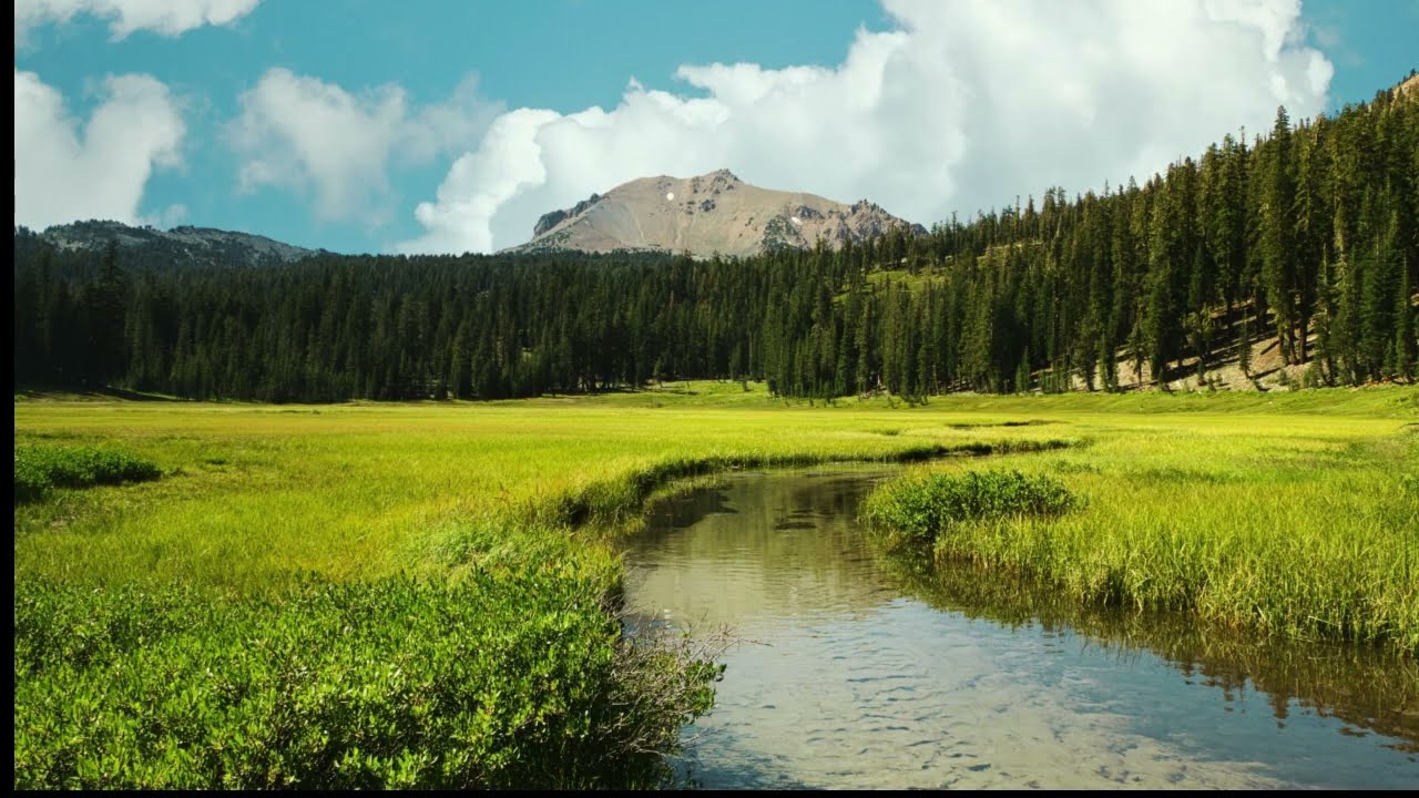 Relaxing Nature Sounds | Birds Chirping Meadow Ambience for Study ,Meditation & Focus