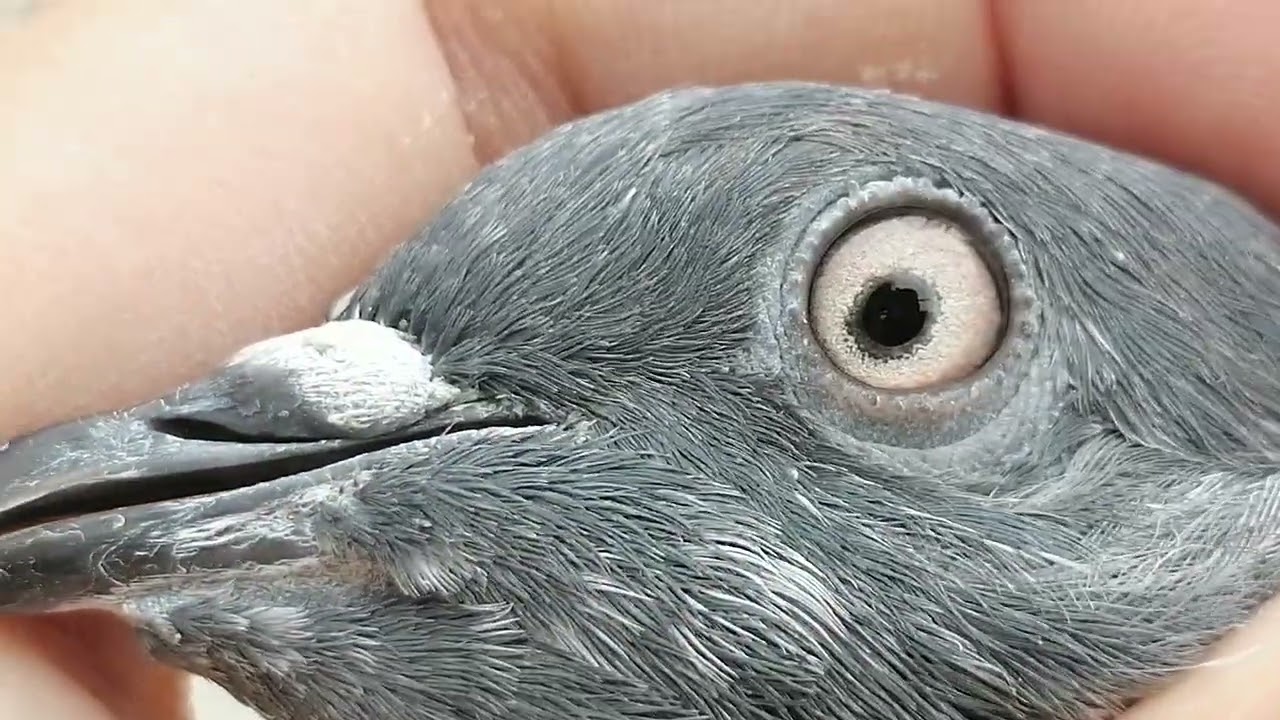 Out class 03485914506 #miangpigeon 