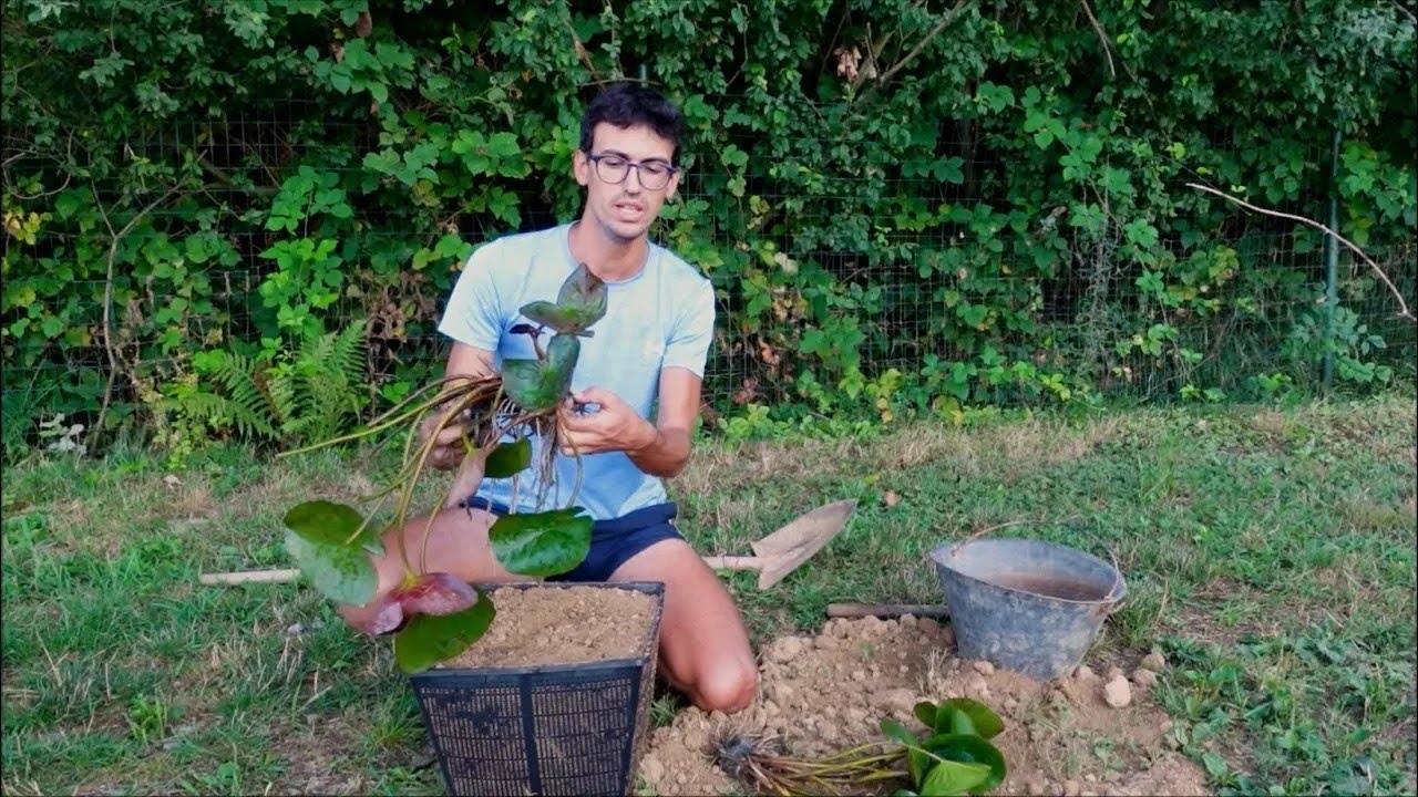 Cómo plantar un nenúfar en el estanque sin ensuciar el agua