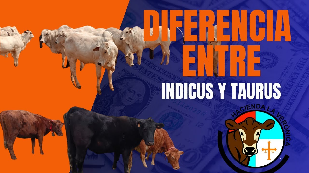 QUE SON Y CUAL ES LA DIFERENCIA ENTRE BOS TAURUS Y BOS INDICUS