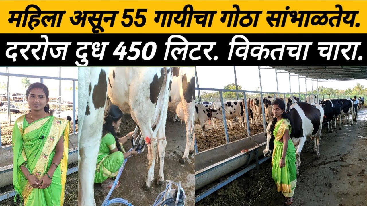 55 गायीचा गोठा संभाळणारी महिला, दररोज दुध 450लिटर. निव्वळ नफा 2लाख रु:hf cow: deary farm: